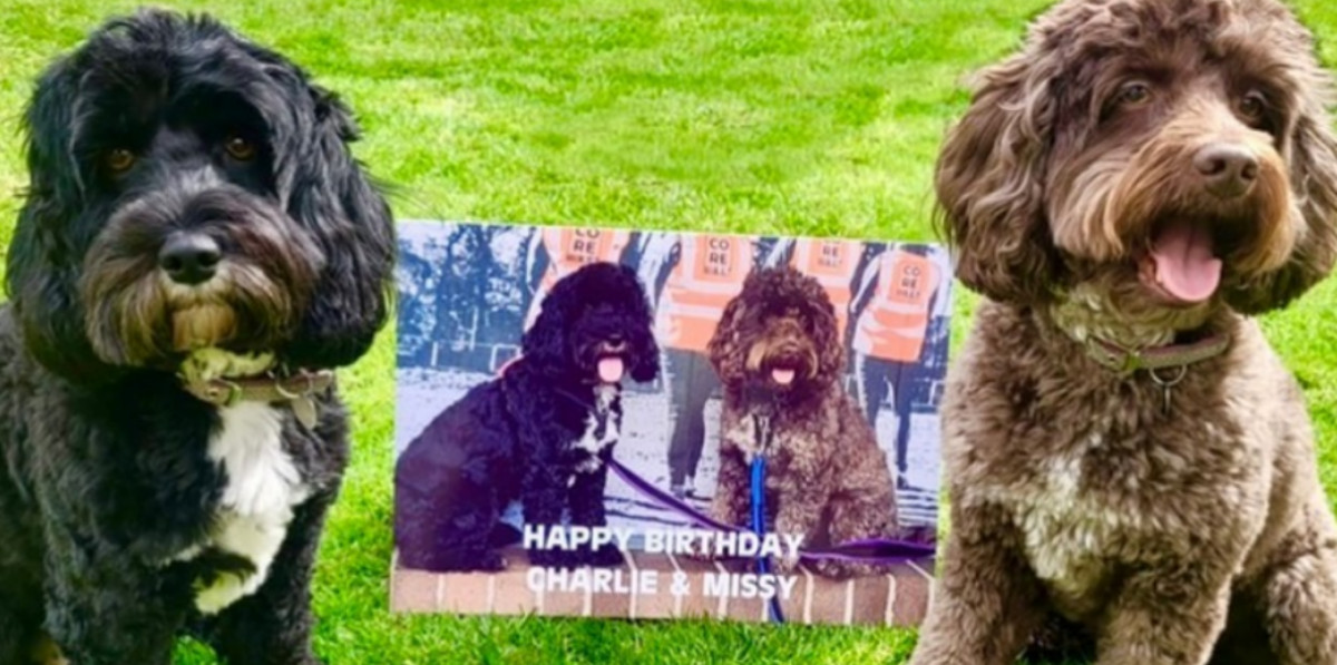 Charlie & Missy turn 4